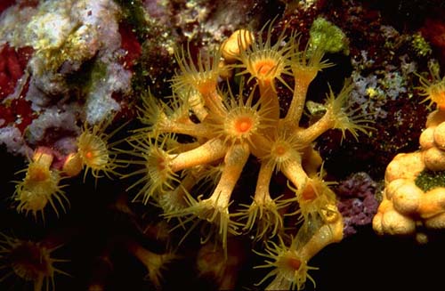 Oceana alega contra los sondeos de hidrocarburos previstos en la Costa Vasca