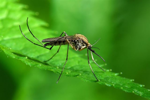 Innovadora técnica para controlar los mosquitos Aedes