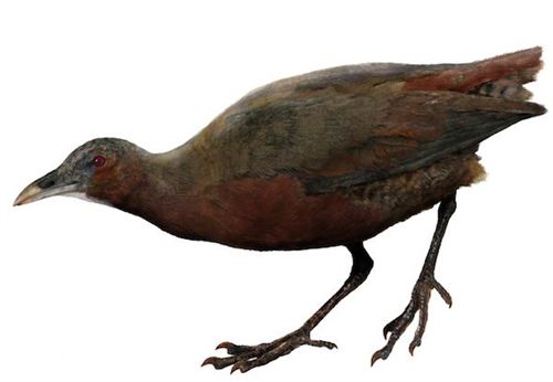 Descubren una nueva especie de pájaro en Madagascar