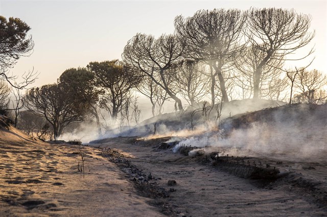 Los dos focos del fuego de Doñana están perimetrados y su aspecto