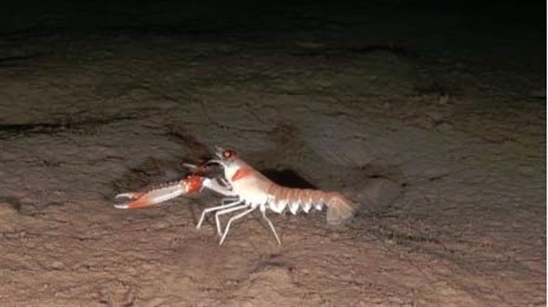 Oceana graba las primeras imágenes del escarpe de Emile Baudot