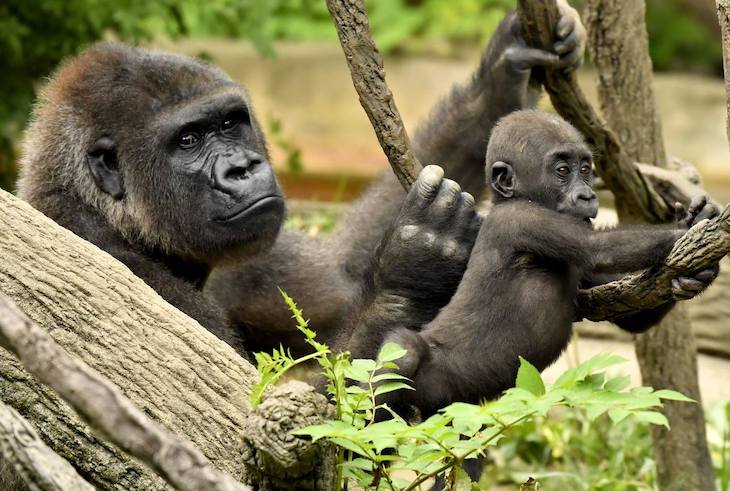 Por fin una Ley para los grandes simios