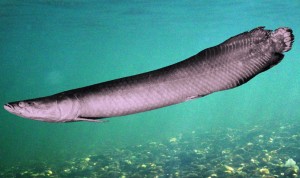 Descubren nueva especie de gigantesco pez amazónico