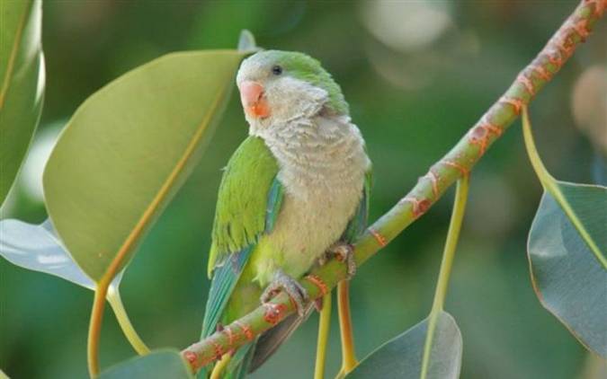 Sevilla acoge el 20 y 21 de enero un encuentro de expertos en aves exóticas invasoras