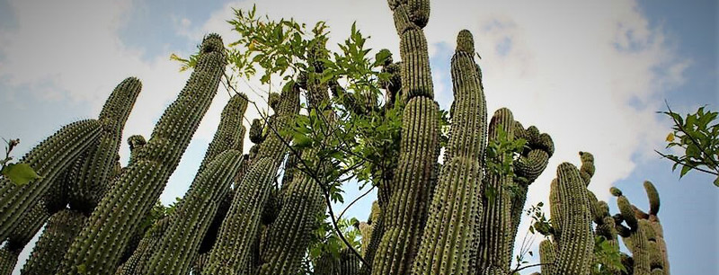 El Santuario de los Cactus