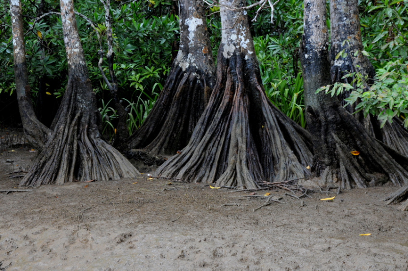 Costa Rica todavía tienen manglares que conservar