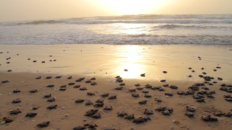 CONANP: más de tres lustros de conservar el patrimonio natural de México