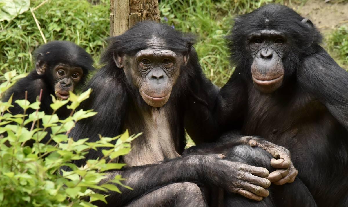 El tráfico de especies de grandes simios y en concreto de chimpancés continua de una forma alarmante