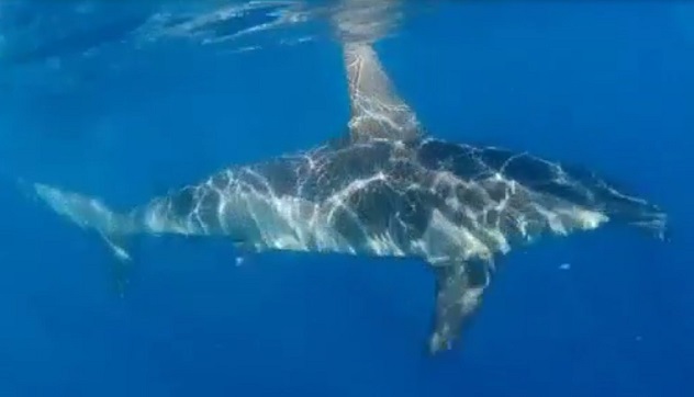 ATIRACAN avista Tiburón martillo en Bañaderos localidad de Gran Canaria
