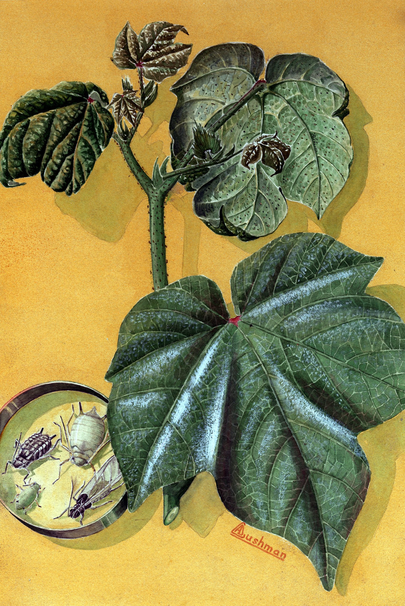 España está entre los países europeos con más número de especies de pulgones exóticos detectados