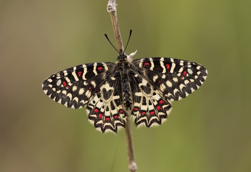 Un tercio de las especies de mariposas de la Península Ibérica podría estar aún sin descubrir