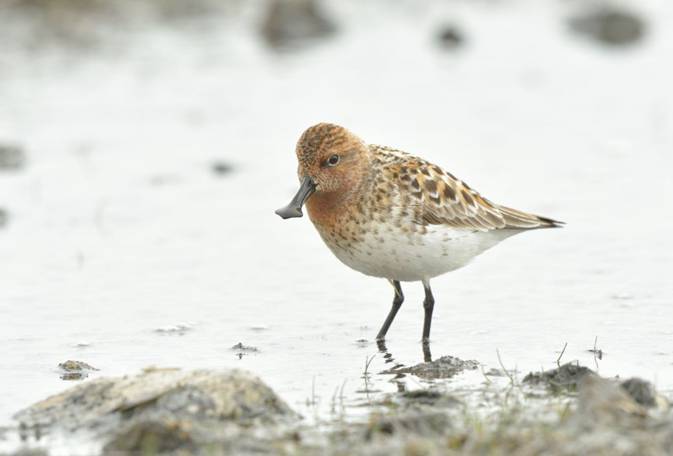 Las especies más amenazadas del mundo