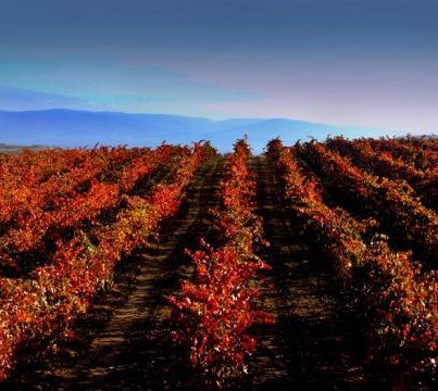 Life+2009 BioDiVine y la biodiversidad en paisajes vitícolas