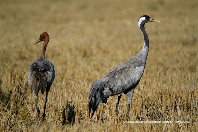 Unas jornadas técnicas sobre la grulla común analizarán en Navalvillar su uso turístico