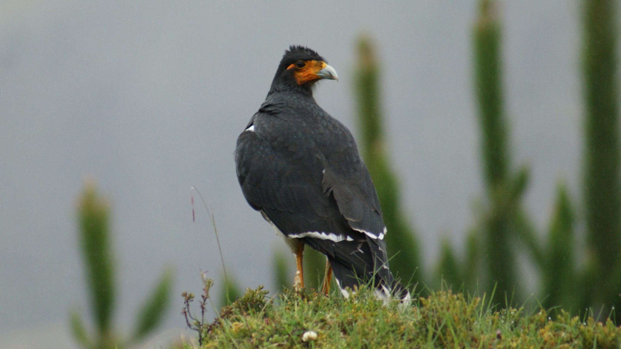 El Caracara Curiquingue rescatado vuelve a casa
