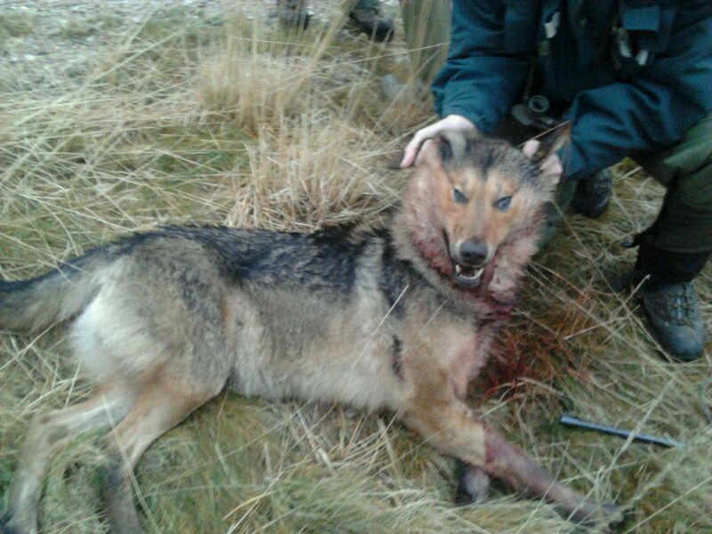 El Gobierno de Asturias sigue con las matanzas de lobos