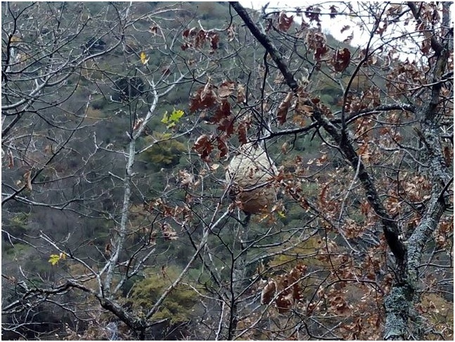 La avispa asiática se instala en La Rioja
