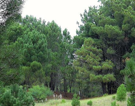 ¡Actuemos conservando los bosques!