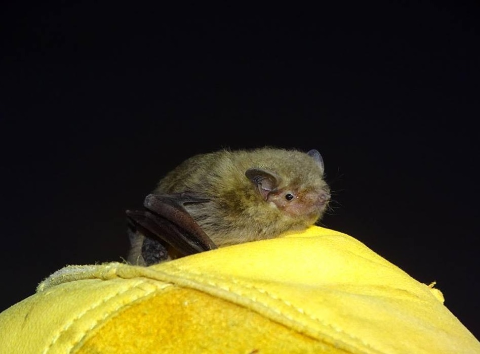 ANSE e Hidrogea favorecen las poblaciones de murciélagos en la EDAR Cabezo Beaza (Cartagena) como herramienta de control biológico de insectos