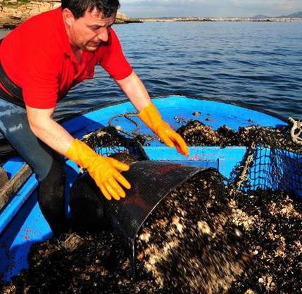 En las rías de Arousa y Vigo. La remisión de la marea roja permite trabajar a los bateeiros