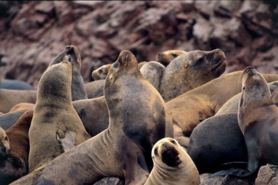Perú. La matanza de lobos marinos crece año a año