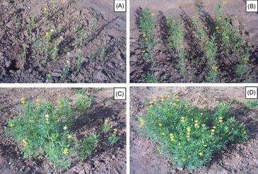 Biorremediación de suelos contaminados con metales pesados de Andalucía