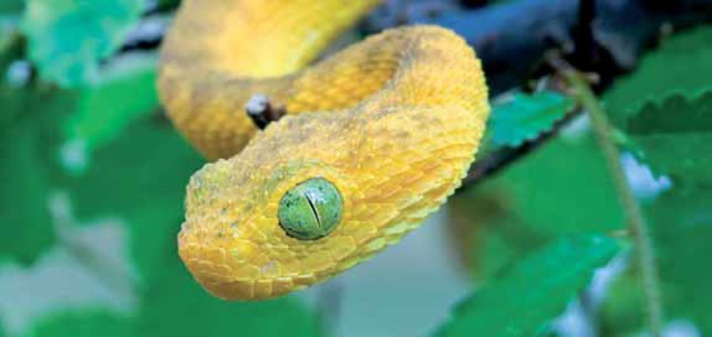 Proyecto europeo Venomics