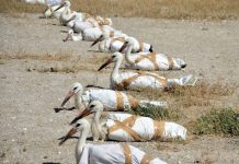 14 cigüeñas recuperadas en Alcalá de Henares