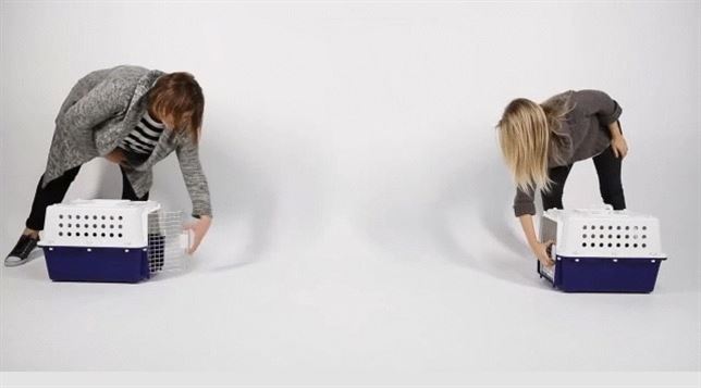 Un cachorro de perro y uno de gato ‘cara a cara’ por primera vez (Vea VIDEO)