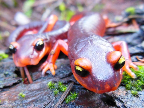 Deadly Fungus Could Threaten US Salamanders