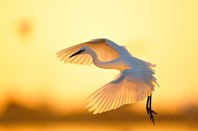 La muy probable ampliación del humedal y la zona marina de Doñana