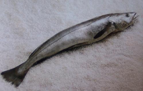 Decomisan 480 kilos de merluza de talla antirreglamentaria en Sanlúcar