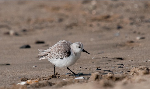 Ecosistemas litorales de España