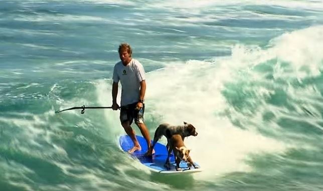Surfeando con dos perros (Vea VIDEO)