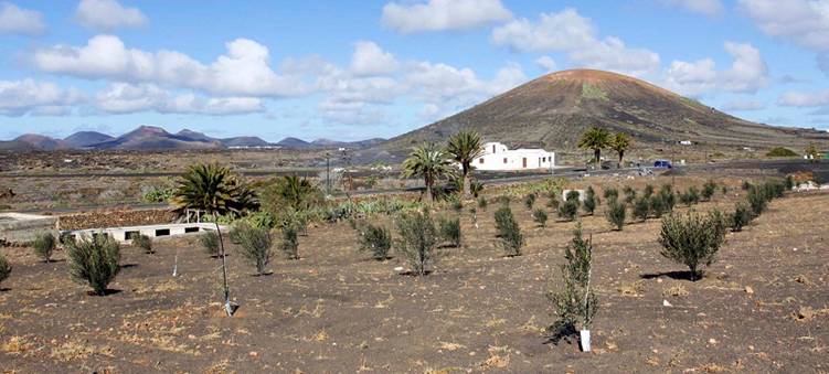 Lanzarote ‘apuesta’ por los olivos