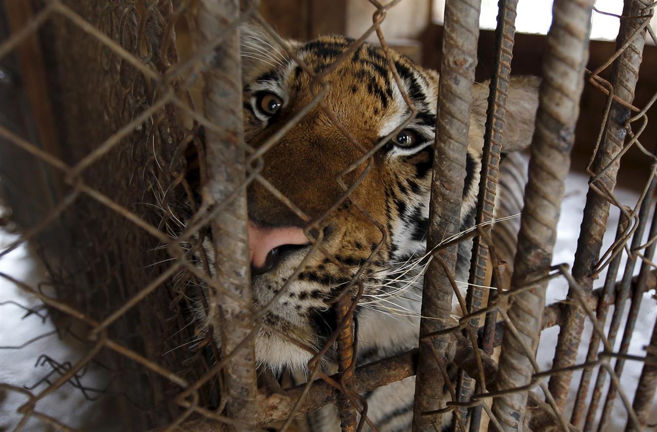 Cuatro decenas de crías de tigre ‘muertas’ en un turístico templo de Tailandia