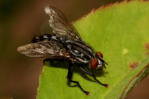 Las moscas necrófagas adultas ayudan a expandir los brotes de botulismo aviar