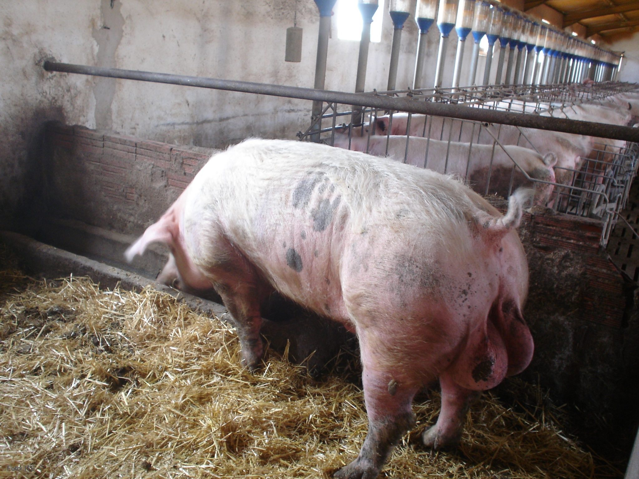 La gran mayoría de las explotaciones de porcino hacen un correcto tratamiento del purín