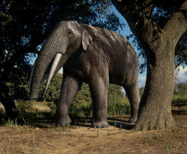 Los cambios climáticos quedaron grabados en el esmalte dental de los herbívoros de hace 11 millones de años