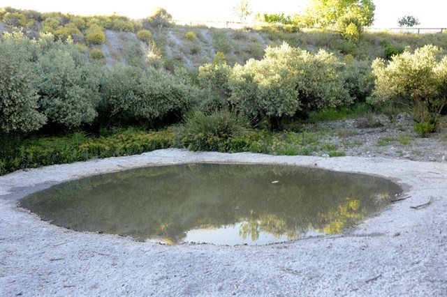Una charca para anfibios facilita la reproducción de varias especies en el Cabezo de la Jara