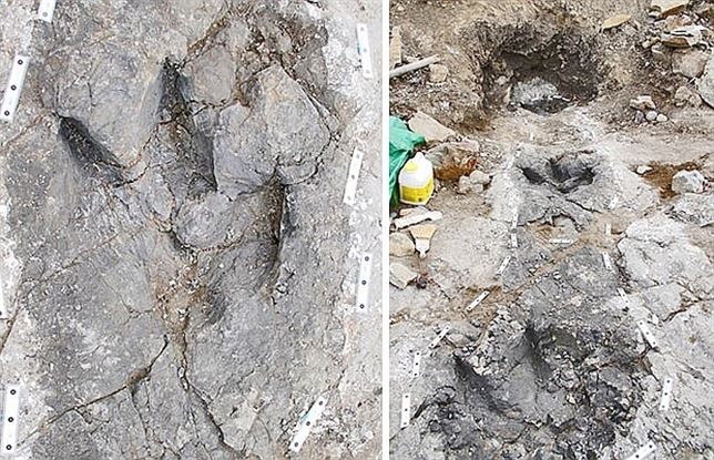 El tiranosaurio cazaba en grupo