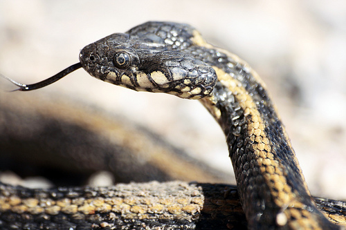 El asteroide que acabo con los dinosaurios fulmino a más del 80% de lagartos y serpientes