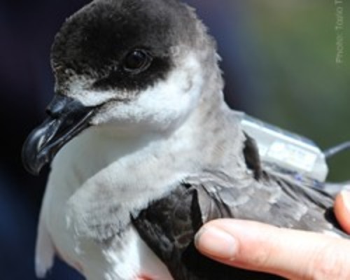 Hacen el seguimiento del ‘diablotín’ por satélite