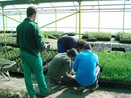 Unas 230 entidades participan en la Donación de plantas de Toledo