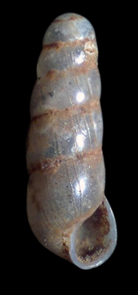 Desaparece un caracol en peligro de extinción del Valle del Genal