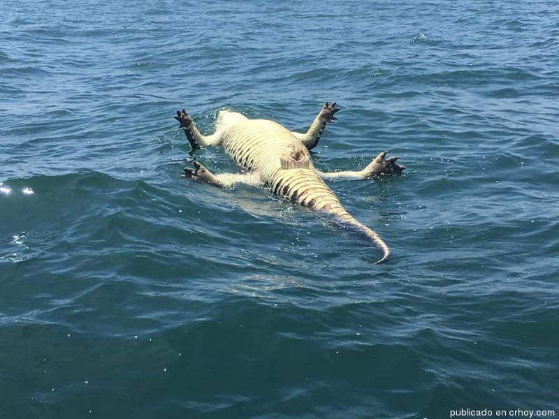 Costa Rica. Hallan cocodrilo muerto cerca de Isla Tortuga