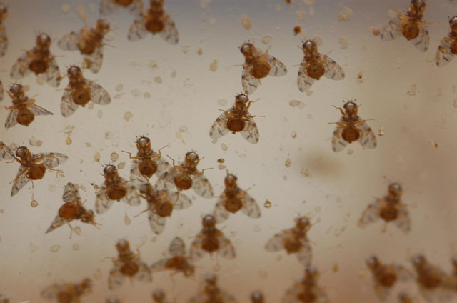 Investigadores hallan modificaciones en feromonas femeninas en la mosca de la fruta relacionadas con la insulina