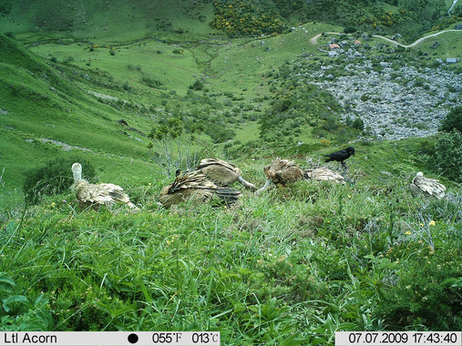 Casi 80 especies de vertebrados consumen la carroña de la caza