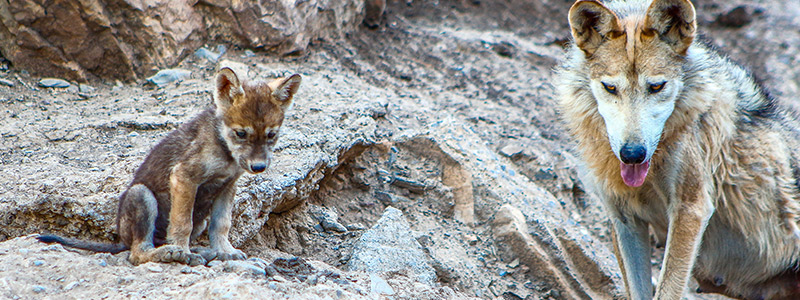 Al rescate del lobo mexicano