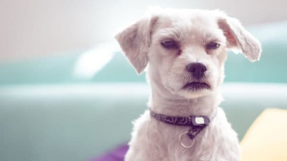 Estados Unidos: Un cachorro fue abandonado en el baño de un aeropuerto junto a una desgarradora nota